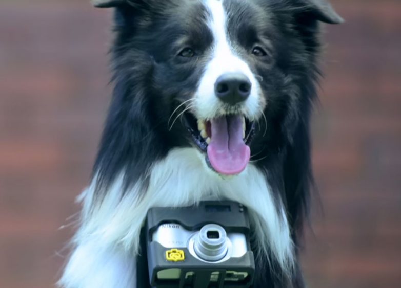 Фотокамера для собак