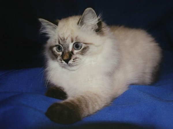 Фото порід кішок з назвами