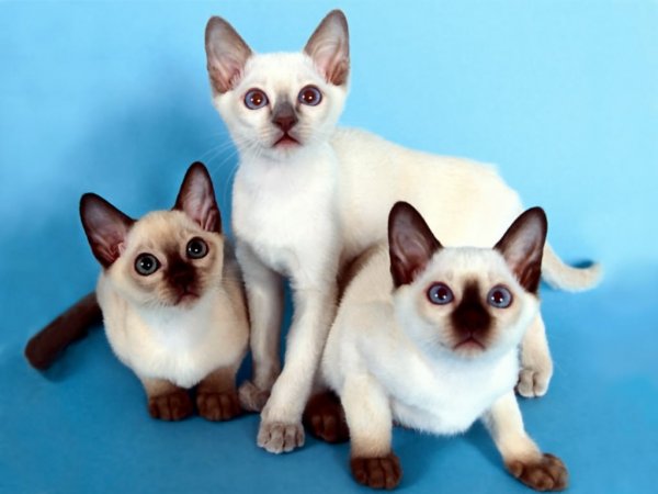 Fotografie de rase de pisici cu nume