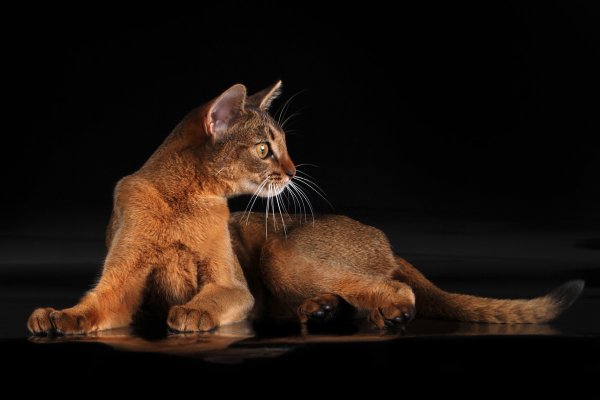 Fotografie de rase de pisici cu nume