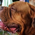 French Bulldog fotografie, video, descrierea rasei, personaj