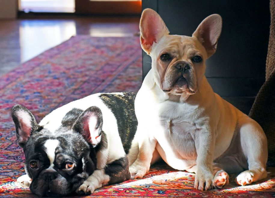 French Bulldog fotografie, video, descrierea rasei, personaj