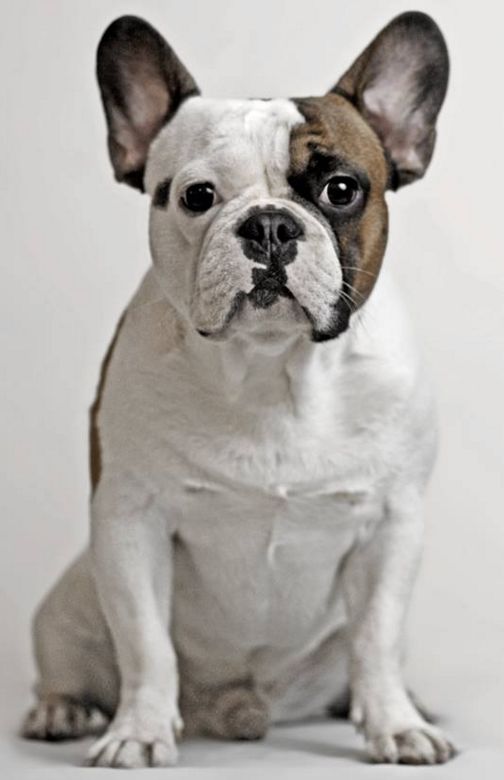 French Bulldog fotografie, video, descrierea rasei, personaj