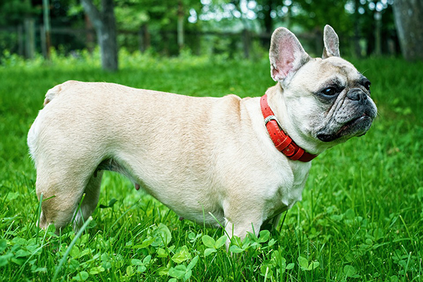 Francia bulldog fajta leírás, képek, érdekes tényeket és videó