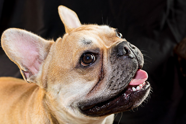 Francia bulldog fajta leírás, képek, érdekes tényeket és videó