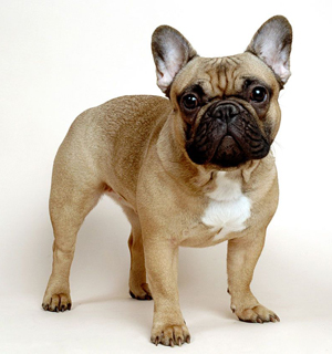 Francia bulldog fajta leírás, képek, érdekes tényeket és videó