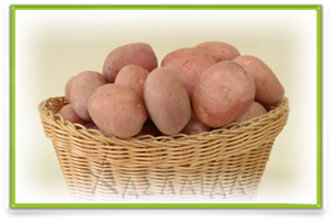 Фх аделаїда - кращі сорти насіннєвої картоплі в Україні