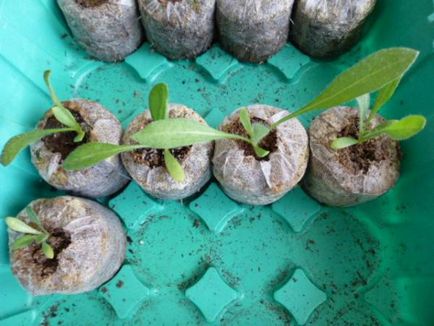 Gaillardia ostiyataya évelő ültetési és gondozási szabályok