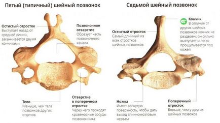Unde se află cele 7 vertebre cervicale
