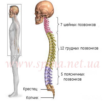 Unde se află cele 7 vertebre cervicale