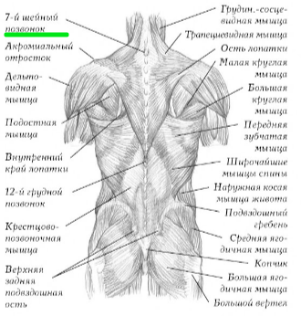 Де знаходиться 7 шийний хребець