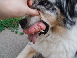 Hipertrofia gingivală generalizată la câini și pisici