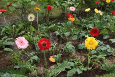 Gerbera plantare grădină și îngrijire în teren deschis în țară, în grădină