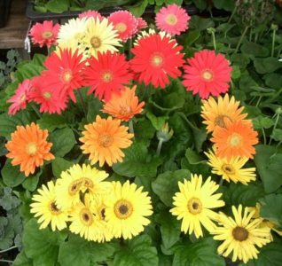 Gerbera plantare grădină și îngrijire în teren deschis în țară, în grădină