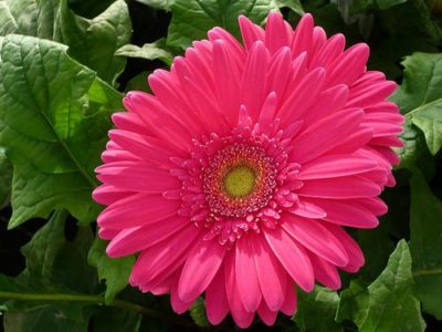 Gerbera plantare grădină și îngrijire în teren deschis în țară, în grădină