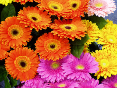 Gerber kert ültetés és gondozás nyílt terepen az országban, a kertben (gerbera) Gerber kert ültetés és gondozás nyílt terepen az országban, a kertben