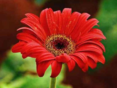 Gerbera plantare grădină și îngrijire în teren deschis în țară, în grădină