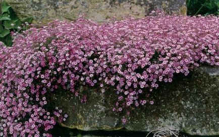 Gypsophila, plantarea și îngrijirea