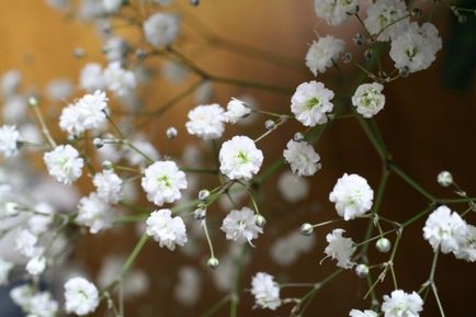 Gypsophila, plantarea și îngrijirea