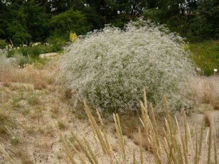 Gypsophila, plantarea și îngrijirea