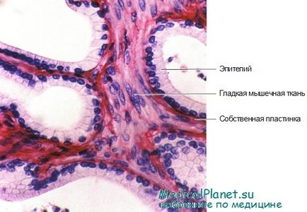 Histologia veziculelor seminale