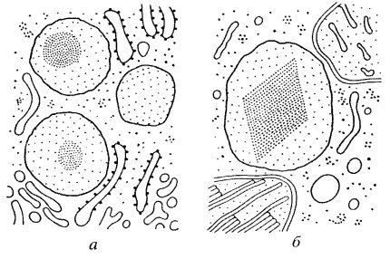 Reticulul neted și alte vacuole ale membranei
