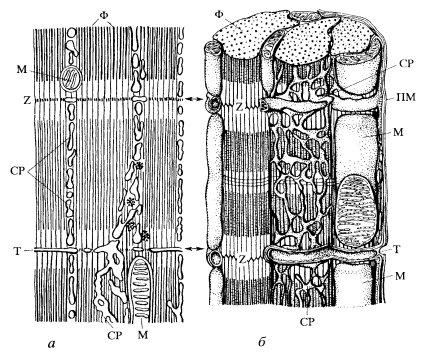 Reticulul neted și alte vacuole ale membranei