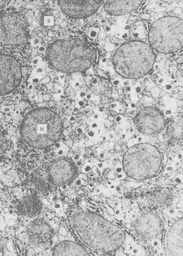 Reticulul neted și alte vacuole ale membranei