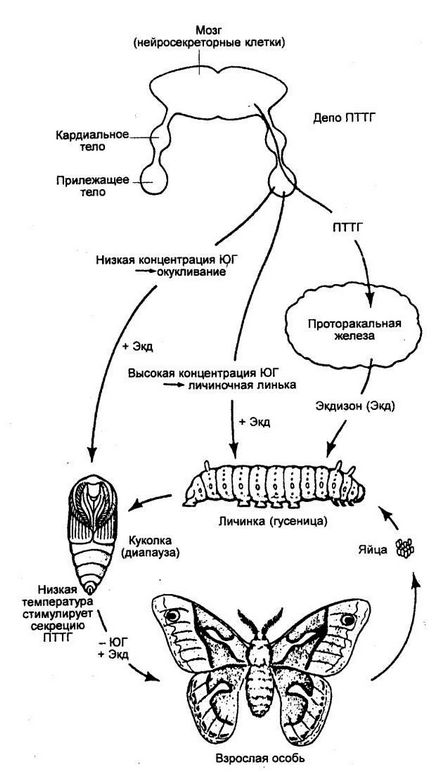 Reglarea hormonală a funcțiilor