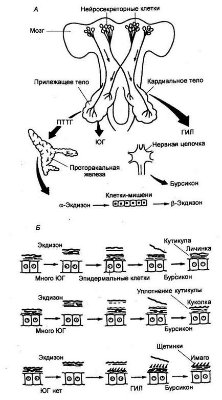 Гормональна регуляція функцій