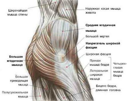 Marginile zilelor sunt exerciții pentru mușchii gluteali