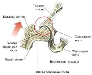 Грані днів - вправи для сідничних м'язів