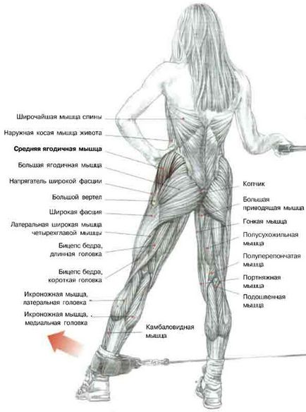 Marginile zilelor sunt exerciții pentru mușchii gluteali