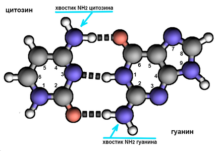 Guanine, complementaritate, selecție de condiții atractive