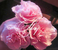 Carnation - helyezze édes csokrok - virágok a csokoládé - ​​kézzel készített cikkek édességek - cikkek Directory