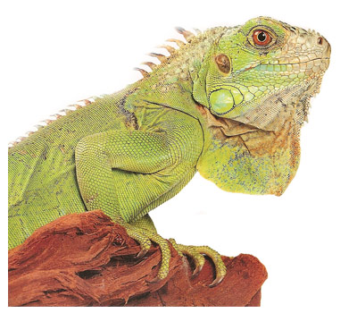 Iguana nézi a világot megvető vigyorral