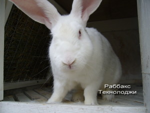 Інфекційний мастит кроликів - rabbit breeding business