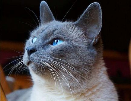 Цікаві факти про сіамських кішок - сайт гарного настрою sisalya