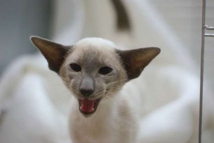 Informații interesante despre pisicile siameze - un site de bună dispoziție a sisalya