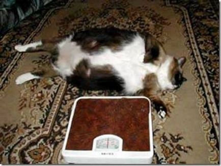 Цікаві факти про сіамських кішок - сайт гарного настрою sisalya