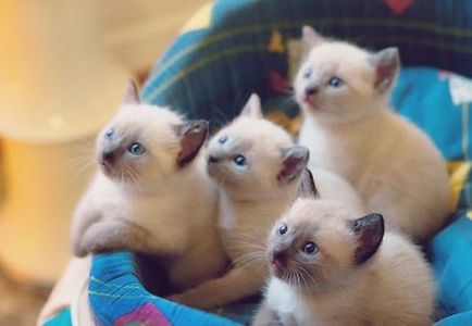 Informații interesante despre pisicile siameze - un site de bună dispoziție a sisalya