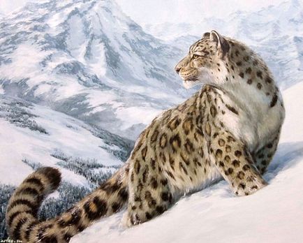 Ірбіс, сніговий барс або сніговий леопард - навколо кішки
