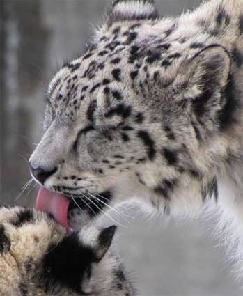 Irbis, leopard de zăpadă sau leopard de zăpadă - în jurul pisicii