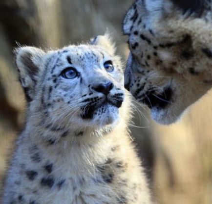 Irbis, leopard de zăpadă sau leopard de zăpadă - în jurul pisicii