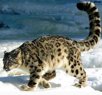 Ірбіс, сніговий барс або сніговий леопард - навколо кішки
