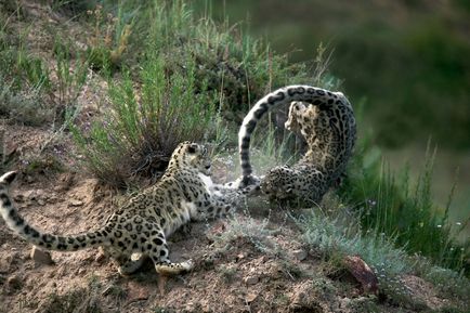 Irbis, leopard de zăpadă sau leopard de zăpadă - în jurul pisicii