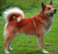 Fotografia de câine din Islanda Voi cumpăra un câine islandez ieftin, o voi da înapoi, voi vinde un câine islandez ieftin