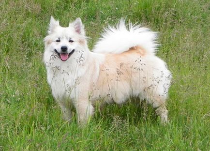 Câine islandez - Fairhund islandeză