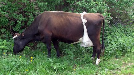 Історія про корову Мурку