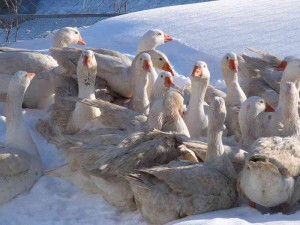 Італійські гуси, домашня ферма